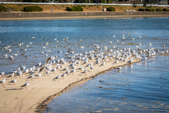 Chroicocephalus ridibundus