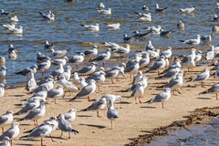 Chroicocephalus ridibundus