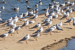 Chroicocephalus ridibundus