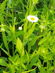 Erigeron annuus