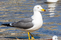 Larus crassirostris