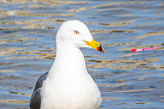 Larus crassirostris