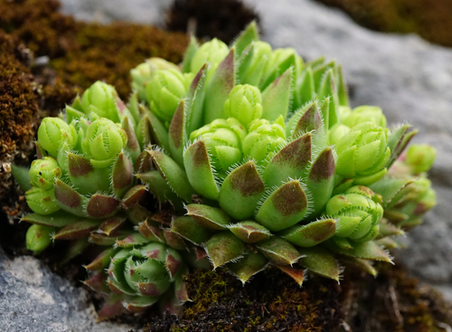 Sempervivum globiferum