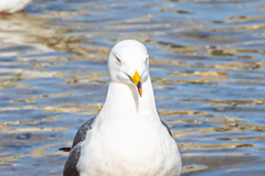 Larus crassirostris