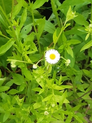 Erigeron annuus