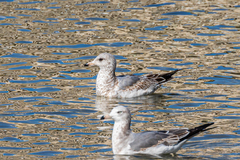 Larus canus