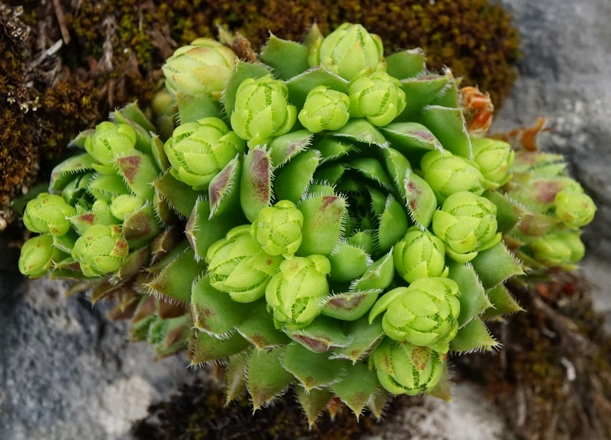Sempervivum andreanum Wale 2