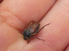 Hoplia argentea