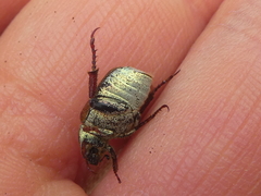 Hoplia argentea