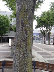 Parmotrema austrosinense