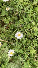 Bellis perennis