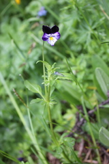 Viola disjuncta