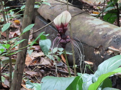 Tacca integrifolia