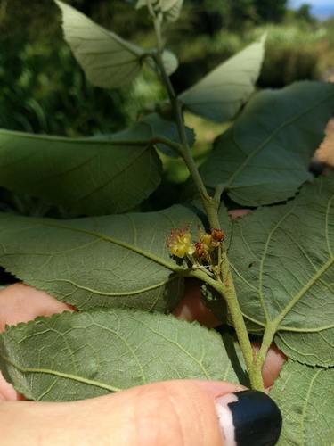 Guazuma ulmifolia observed 2021-05-22