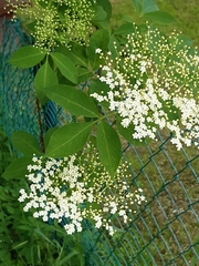 Sambucus nigra