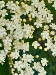 Sambucus nigra