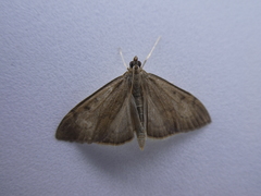 Anania mysippusalis