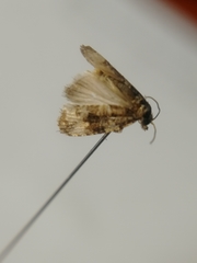 Celypha