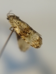 Celypha