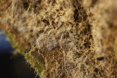 Rhexocercosporidium bellocense