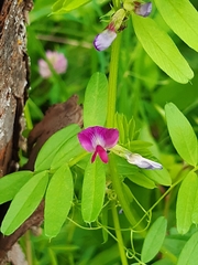 Vicia sativa