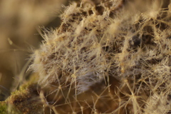 Rhexocercosporidium bellocense