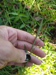 Digitaria violascens