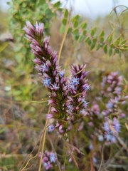 Andersonia caerulea