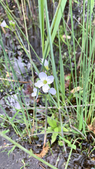 Cardamine pratensis