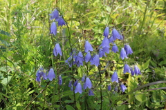 Adenophora divaricata