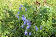 Adenophora divaricata