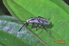 Hemithyrsocera histrio