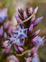 Andersonia caerulea