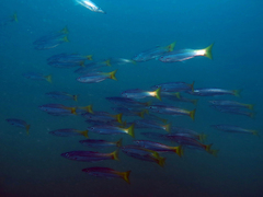 Dinolestes lewini