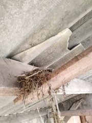 Phoenicurus ochruros