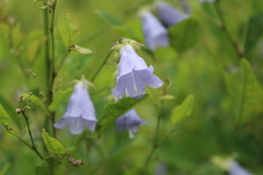 Adenophora divaricata