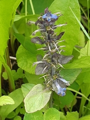 Ajuga reptans