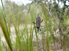 Dicranocephalus marginicollis