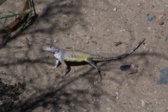 Callisaurus draconoides ventralis