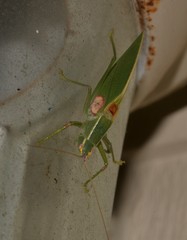 Listroscelidinae