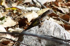 Callisaurus draconoides ventralis