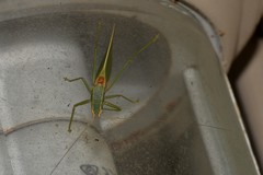 Listroscelidinae