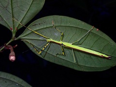Anarchodes annulipes