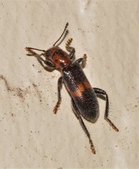 Orthrius duplopunctatus