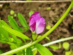 Vicia sativa
