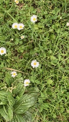 Bellis perennis