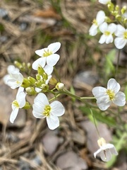 Arabidopsis suecica