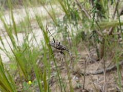 Dicranocephalus marginicollis