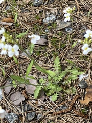 Arabidopsis suecica