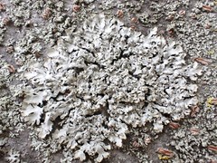 Phaeophyscia spinellosa